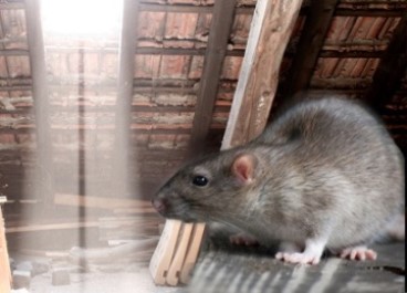 Rodent Control Service
