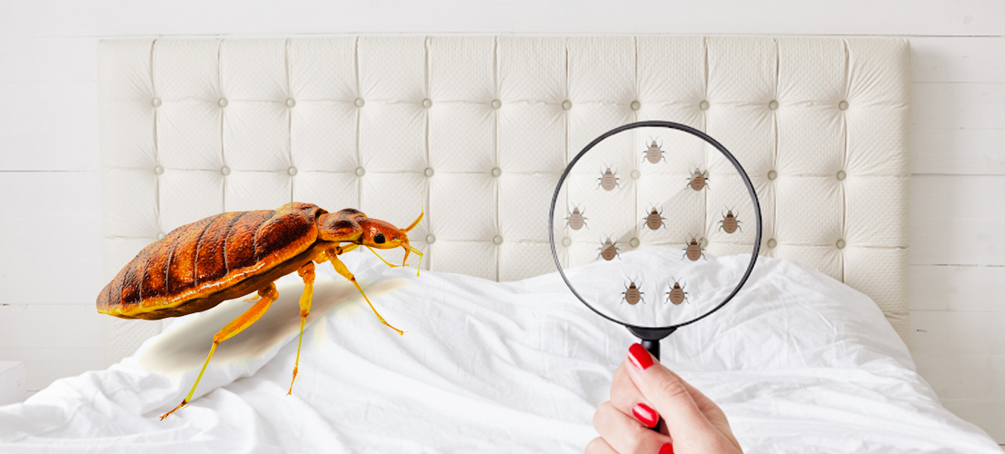 Bed bugs Control Service In Raipur