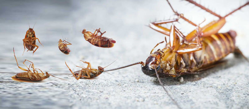 Cockroach Control Service In Raipur