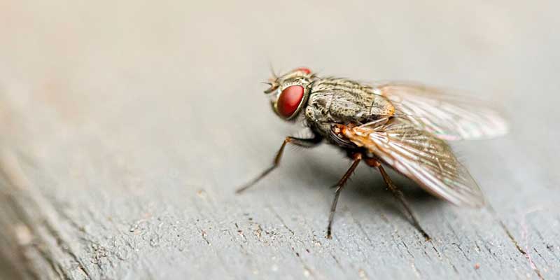 House Fly Control Service In Raipur