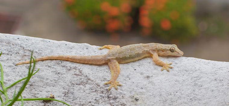 Lizard Control Service In Raipur