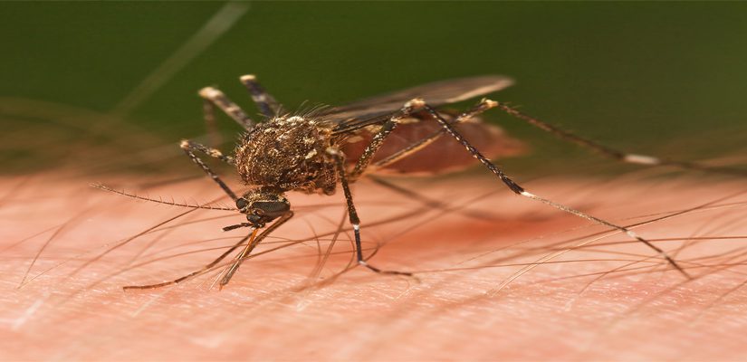 Mosquito Control Service In Raipur