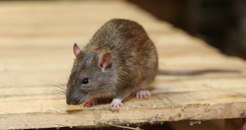 Rodent Control Service In Raipur