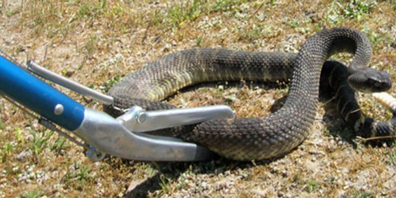 Snake Control Service In Raipur