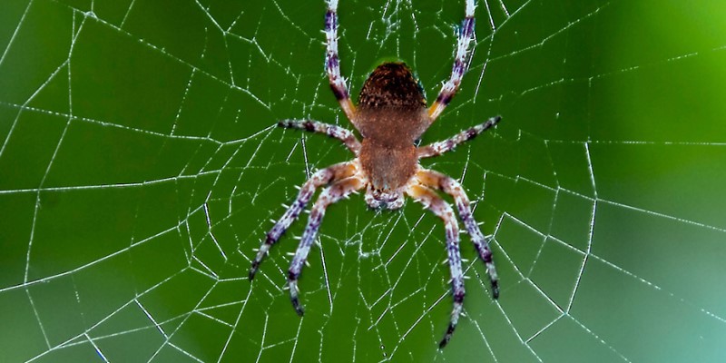 Spider Control Service In Raipur