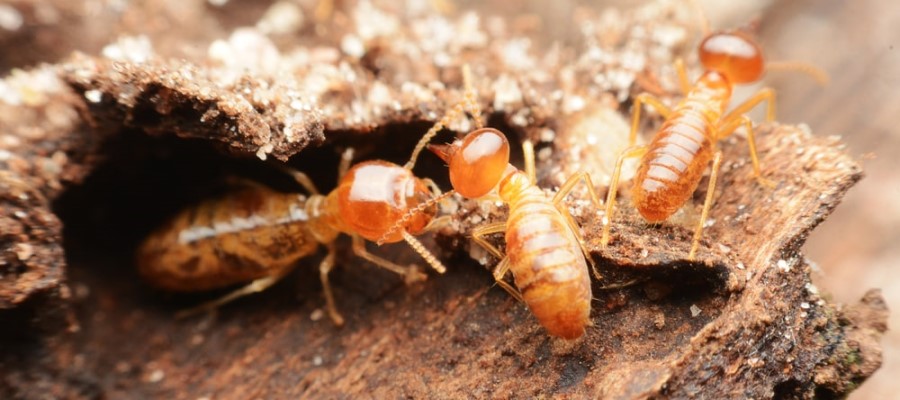 Termite Control Service In Raipur