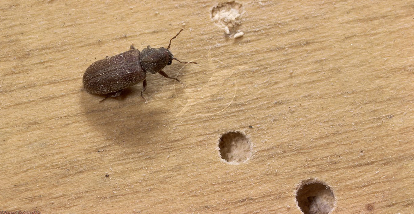 Wood borer Control Service In Raipur